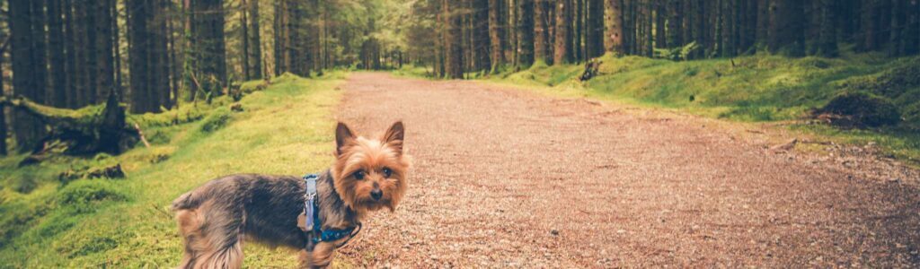 découvrir de nouveaux itinéraires de balades pour son chien