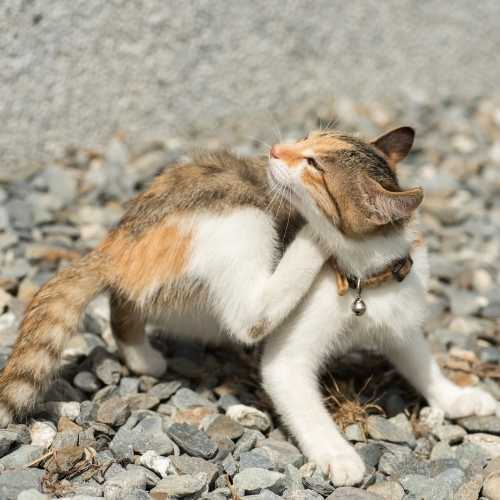 Puce Chez Les Chat Les Detecter Et Les Eliminer Puce Chez Les Chat Les Detecter Et Les Eliminer