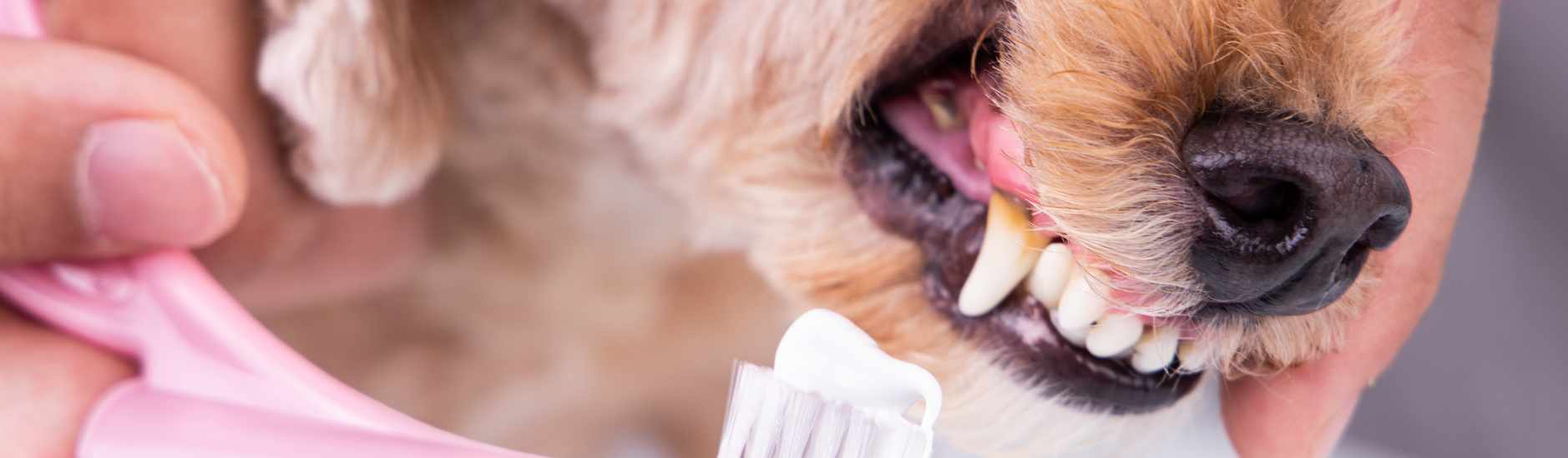 Les différents dentifrices pour chien