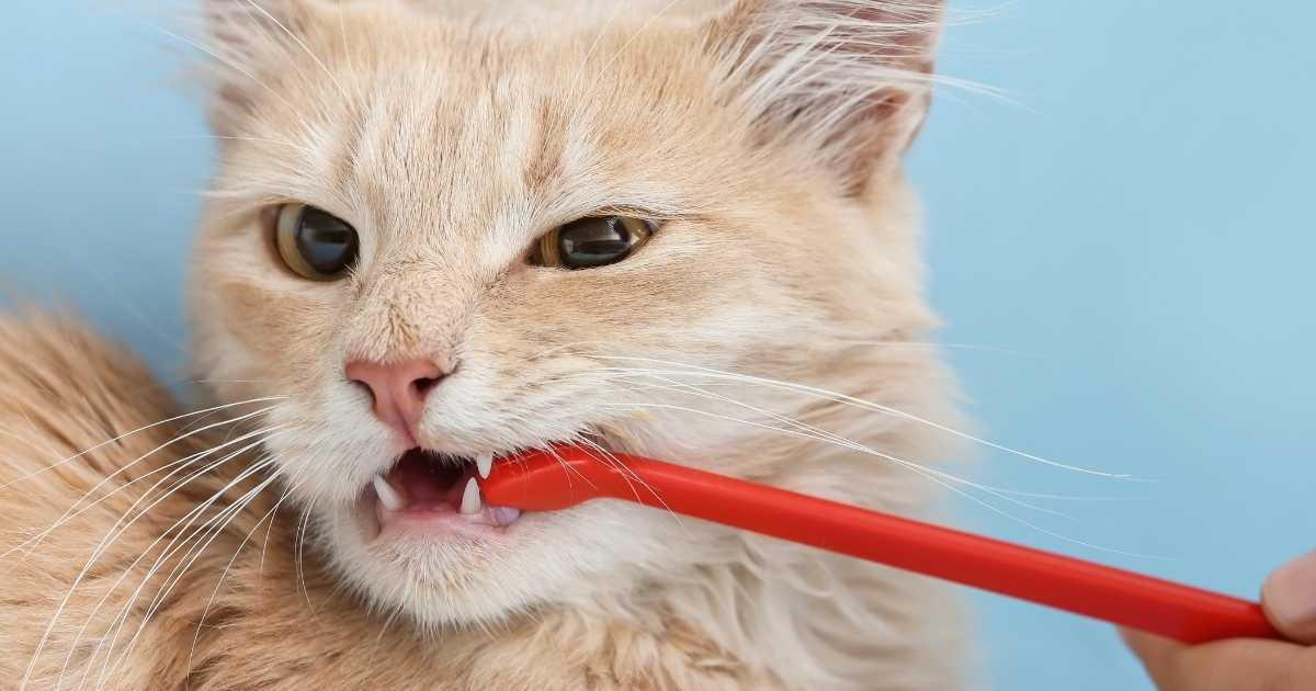 Dentition du chat Le guide complet des dents de votre chat