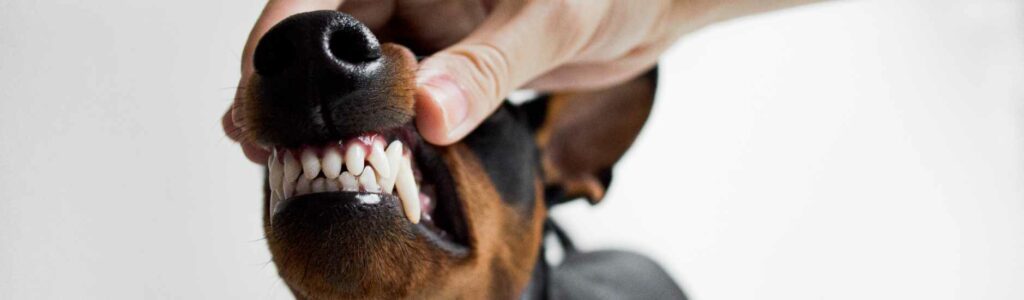 dentition chien