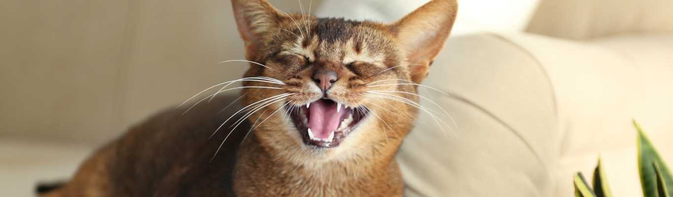 Dents de lait chez le chat : tout ce qu’il faut savoir