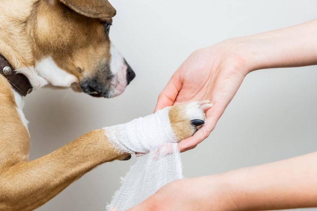 Découvrez comment désinfecter une plaie chez votre chien.