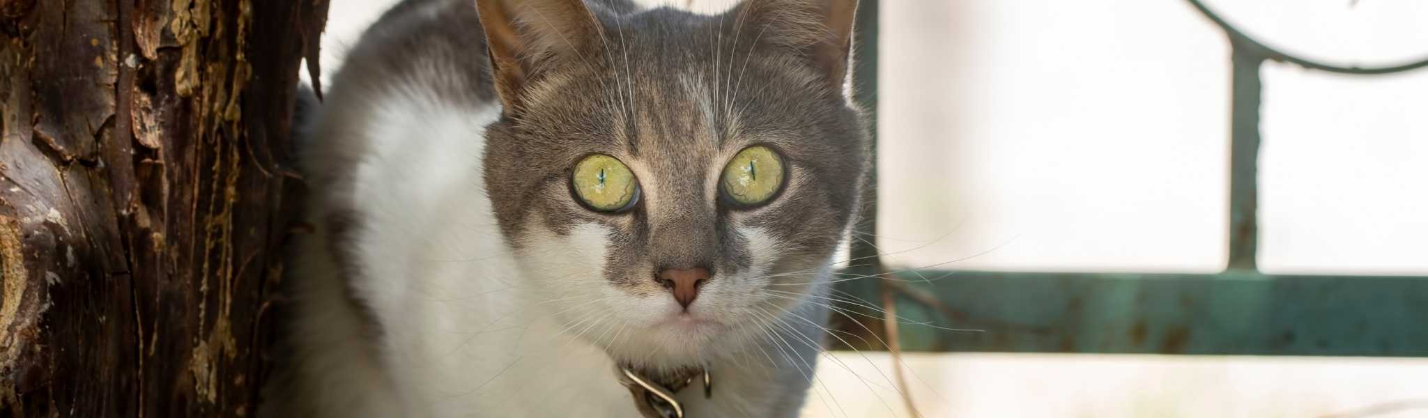 Diarrhée chez le chat : symptômes, causes et traitement