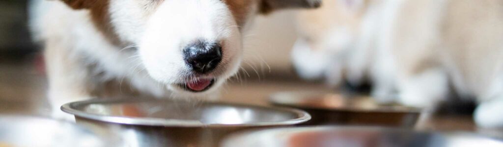 diarrhées chiens : quelles croquettes choisir ?