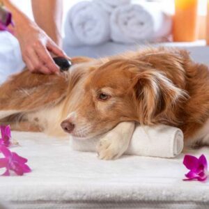 différents anti-stress pour chiens