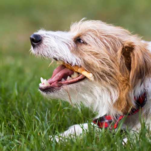 la distribution de friandises de mastication permet un détartrage sans anesthésie chez le chien