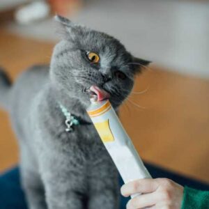 donner à son chat du malt pour éliminer les boules de poils