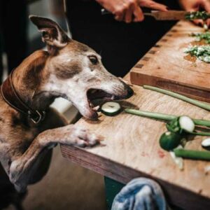 donner des légumes à son chien