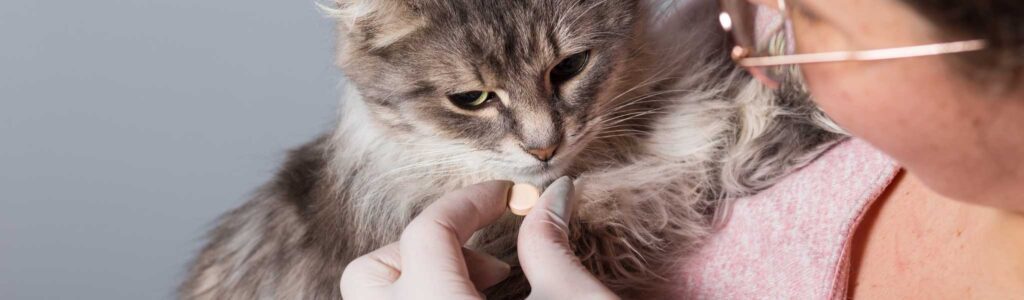 Donner des probiotiques à son chat en cas de diarrhée