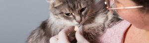 Donner des probiotiques à son chat en cas de diarrhée