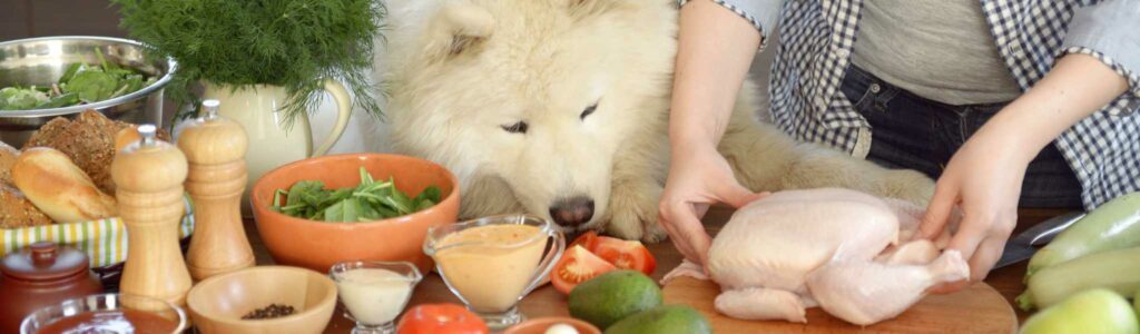 donner des légumes à un chien : bonne idée ?