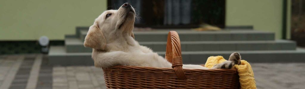 donner des probiotiques à son chien