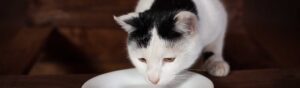 Donner de la spiruline à un chat