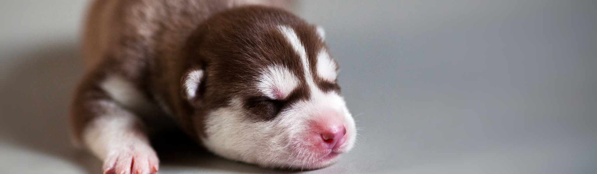 Durée de gestation du chien : combien de temps dure la grossesse ?