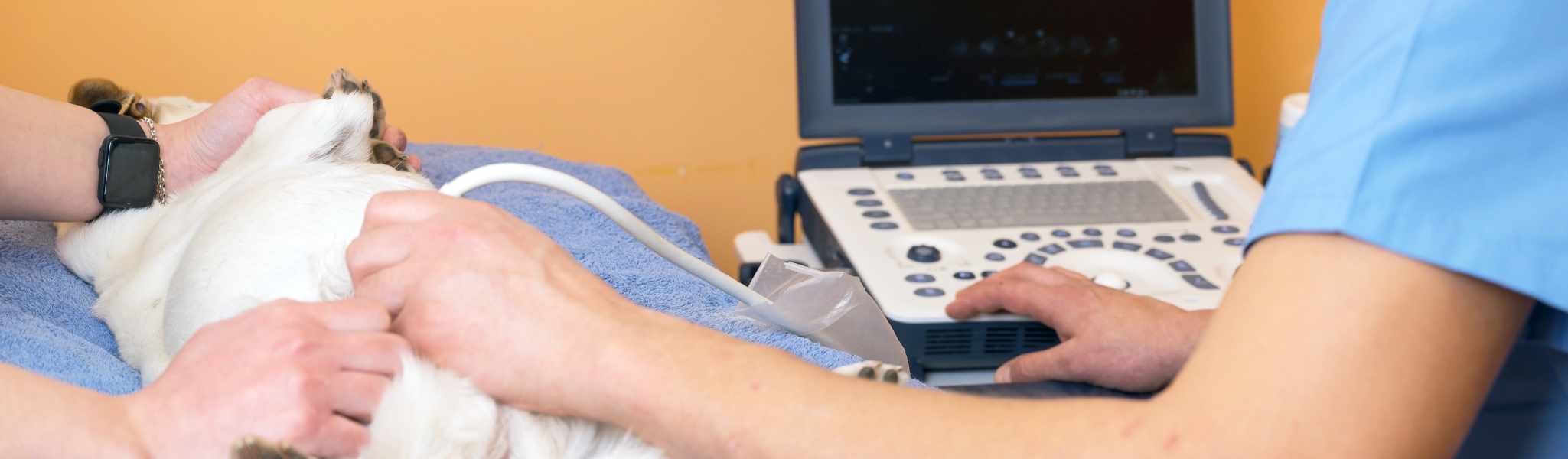 Échographie chez le chien : raisons, prix, déroulement