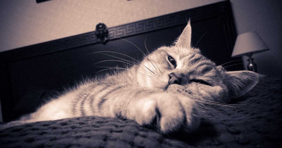 profender chat effets secondaires