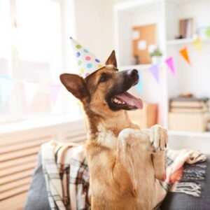 équivalence âge chien en âge humain