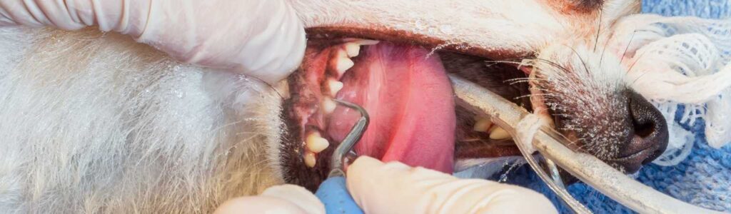 est-il possible d'enlever le tartre des dents de votre chien sans anesthésie ?