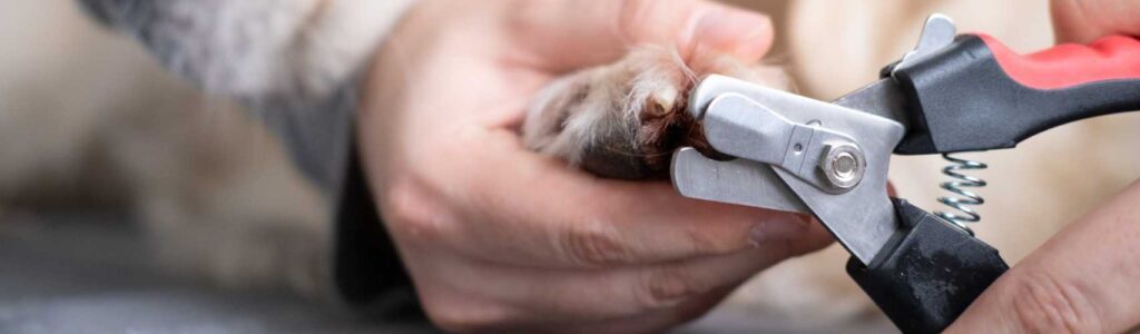 étapes pour couper les griffes d'un chien