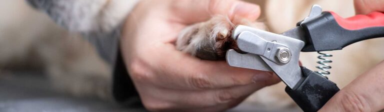 étapes pour couper les griffes d'un chien