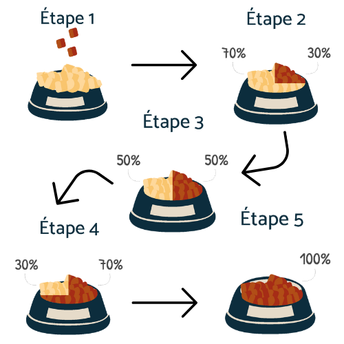 étapes pour une transition de croquettes réussie