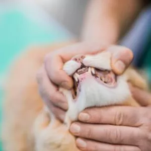 L'hygiène bucco-dentaire du chat : conseils et bonnes pratiques