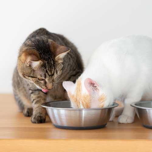 exemples de recettes de ration ménagère pour chat