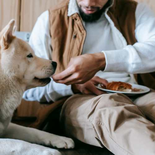 façons de stimuler l'appétit d'un chien qui refuse de manger