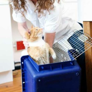 façons de faire rentrer votre chat dans sa cage de transport