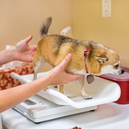 faire maigrir un chien : étape de la pesée