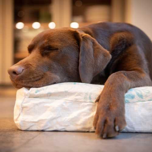 FAQ convulsions chien