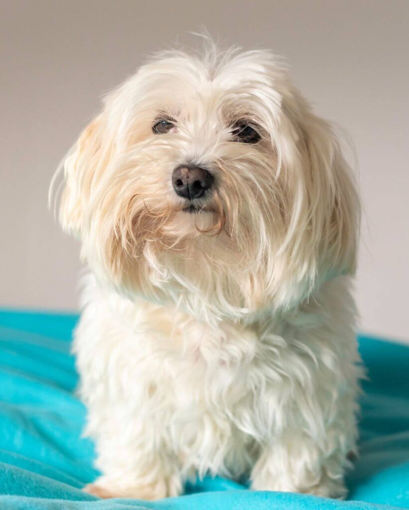 fiche race bichon maltais