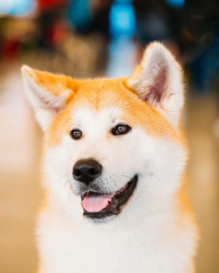 fiche race chien : akita inu