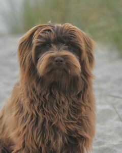 fiche race chien : bichon havanais