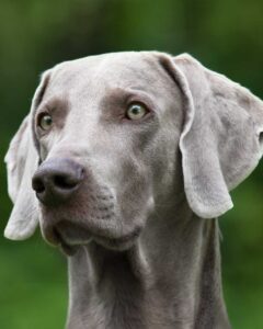 fiche race chien braque de weimar
