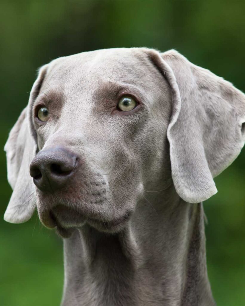 fiche race chien braque de weimar