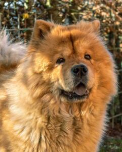 fiche race chien chow chow