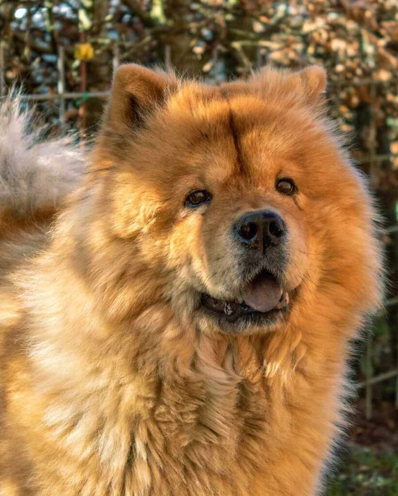 fiche race chien chow chow