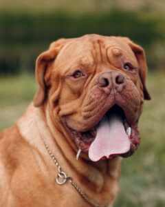 fiche race de chien Dogue de Bordeaux