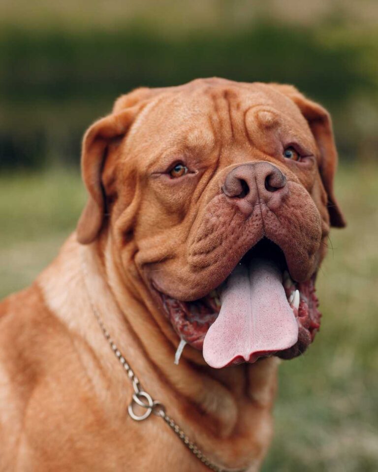 fiche race de chien Dogue de Bordeaux