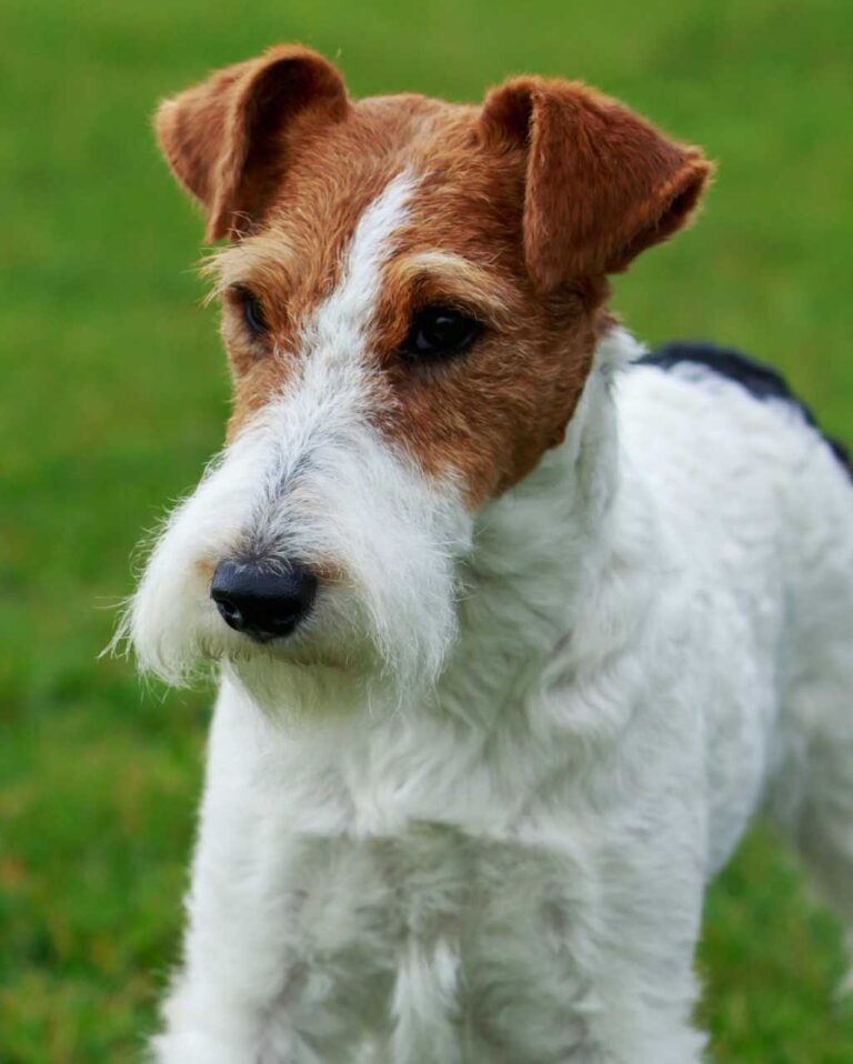 fiche de race chien : fox terrier