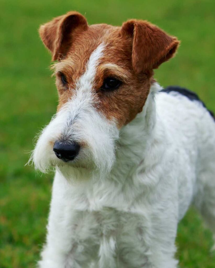 fiche de race chien : fox terrier