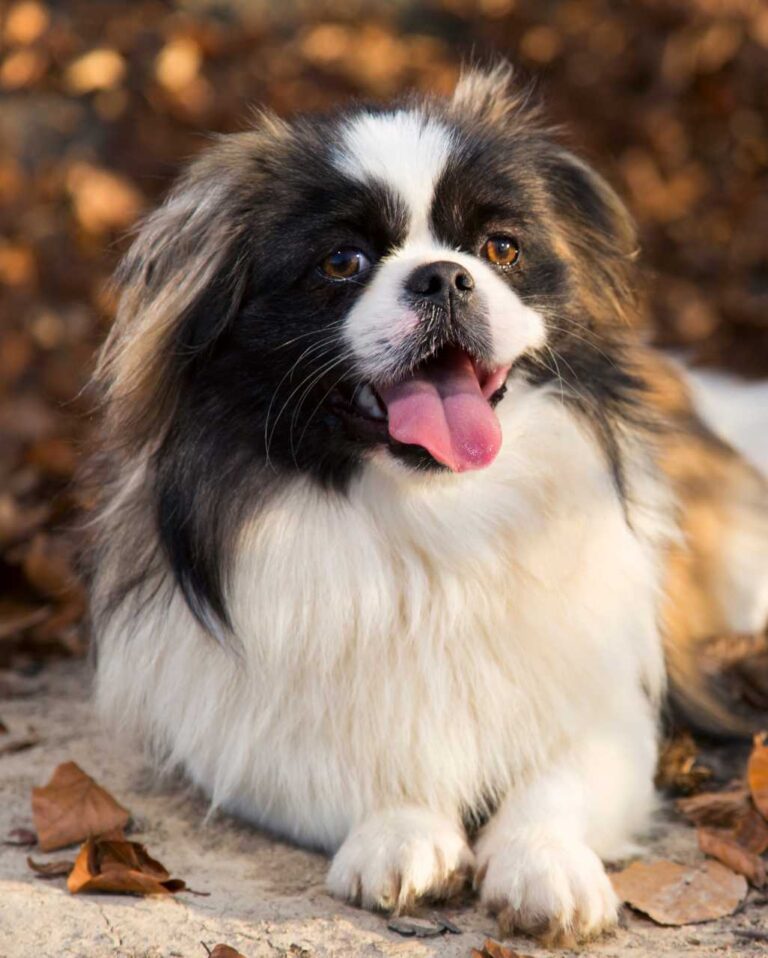fiche race chien Pékinois