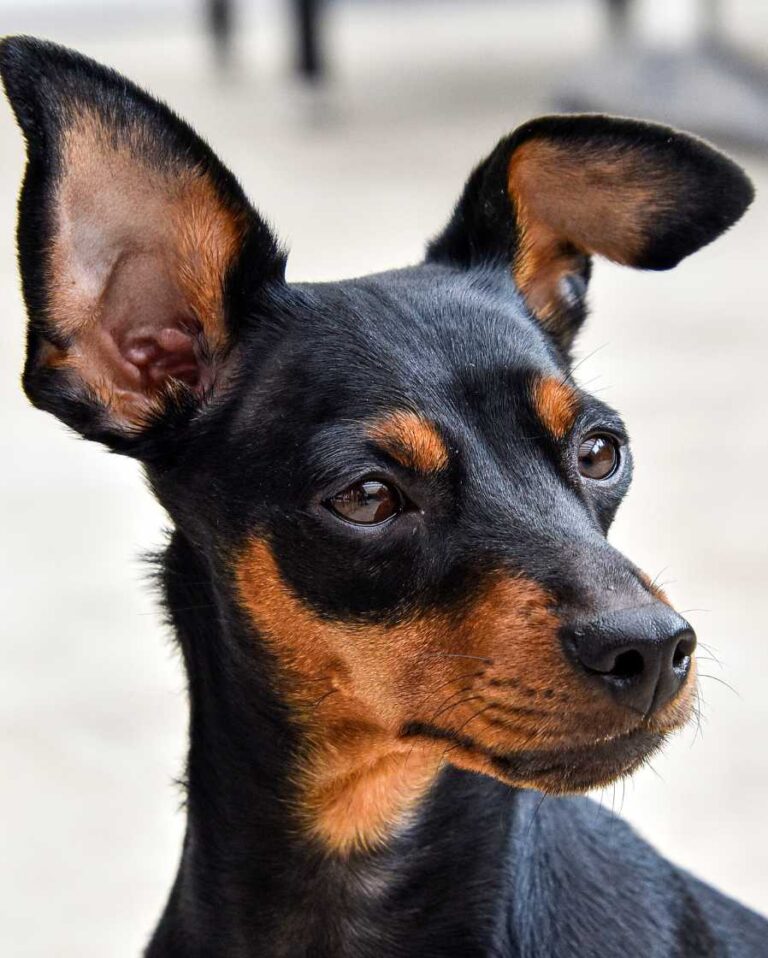 fiche race chien pinscher nain