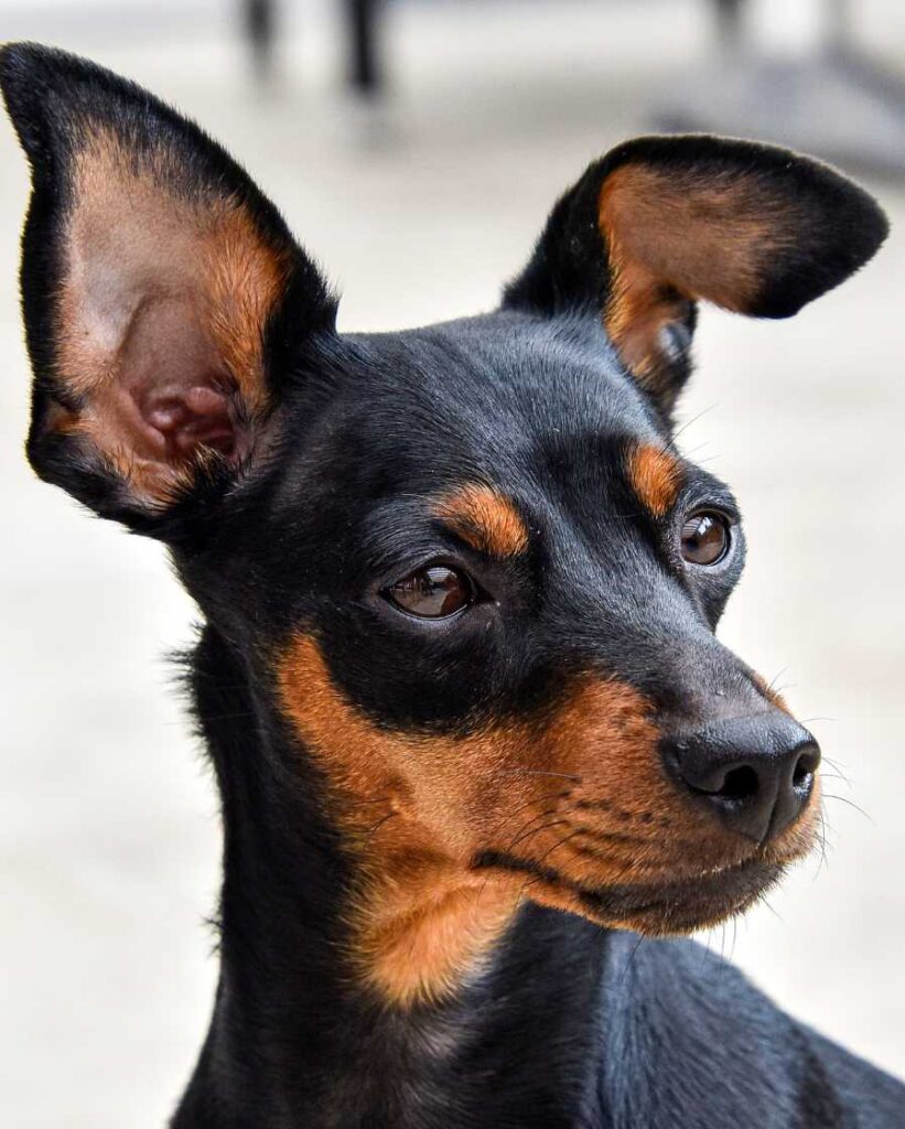 fiche race chien pinscher nain
