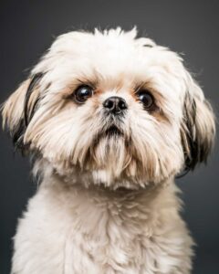 fiche race de chien : shih tzu
