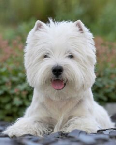 fiche race chien westie