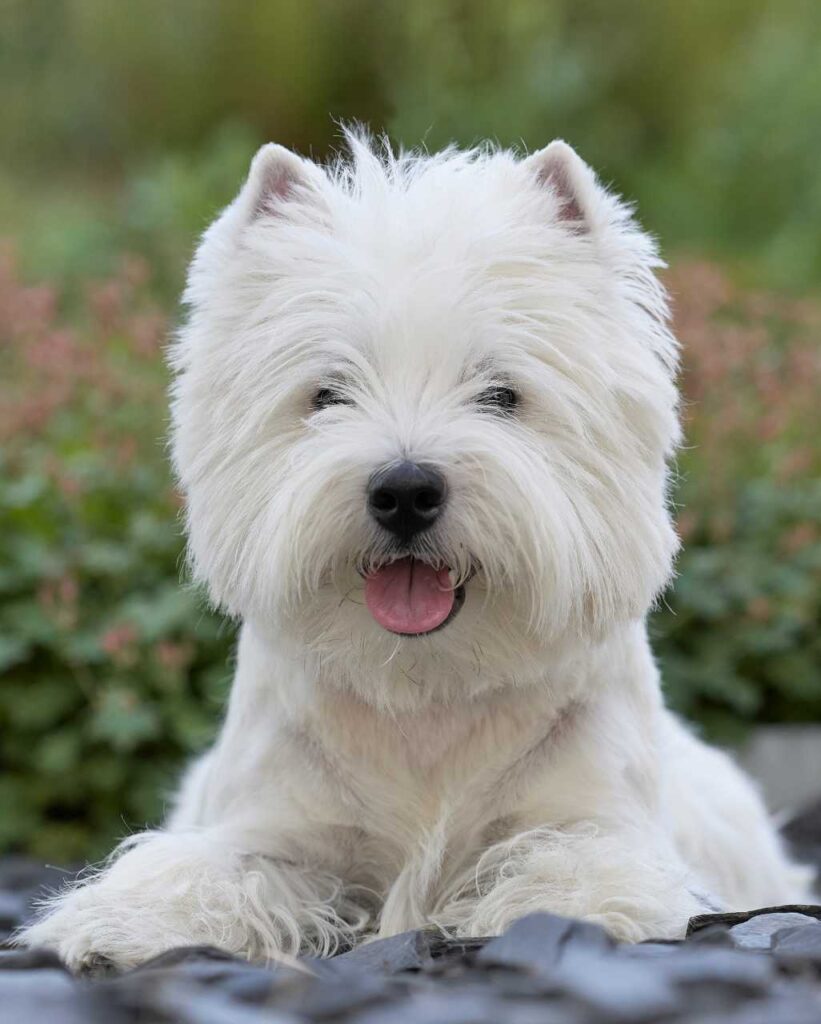 fiche race chien westie