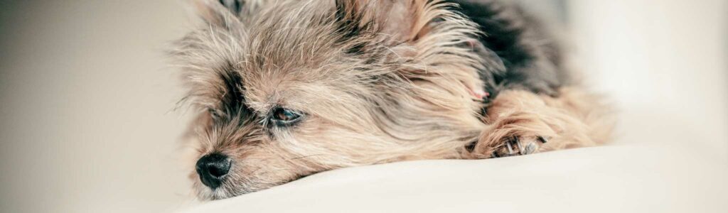 fièvre chien : causes et solutions